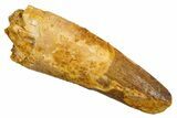 Fossil Spinosaurus Tooth - Feeding Worn Tip #326231-1